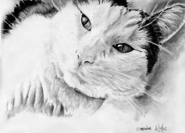 GaLLYcAT_JPG